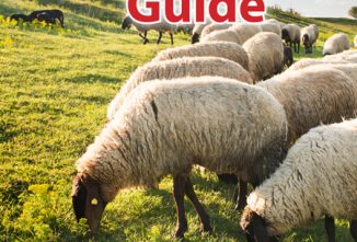 Sheep Farming for Beginners and Beyond